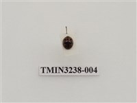 藏品(六斑月瓢蟲)的圖片